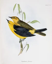 Para Xanthornus Flaviceps, ilustracja z Zoology of the Voyage of H.M.S. Beagle, 1832-36, Charles Darwin (1809-92), 1840