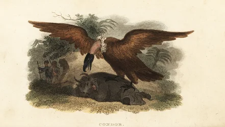Peruwiański mężczyzna w krowiej skórze, by zwabić kondora