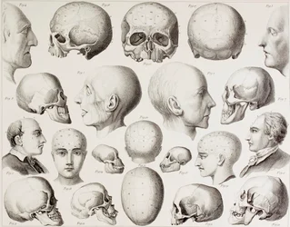 Ilustracja frenologiczna ukazująca psychologiczne relacje mózgu, z XIX-wiecznego druku