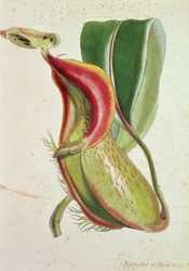 Roślina dzbanecznika: Nepenthes villosa (owadożerna), sygnowana H.K (litografia barwna)