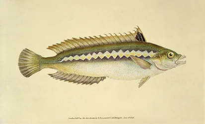 Rainbow Wrasse, Pl.96 z "The Natural History of British Fishes", pub. by E. Donovan and F.C.  J. Rivington