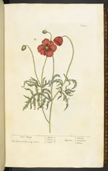 Czerwony mak, płyta 2 z „Ciekawego ziela...” Elizabeth Blackwell
