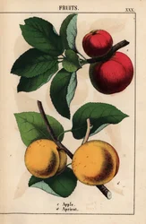 Czerwone jabłka i morele   , z „Pouczającej książki z obrazkami, czyli lekcji ze świata warzyw”, [Charlotte Mary Yonge], Edynburg