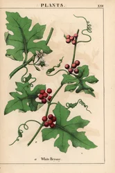 Czerwony bryony z czerwonymi jagodami. Bryonia dioica   , z „Pouczającej książki z obrazkami, czyli lekcji ze świata warzyw”, [Charlotte Mary Yonge], Edynburg