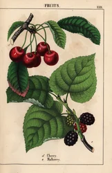 Czerwone wiśnie i owoce morwy   , z „Pouczającej książki z obrazkami, czyli lekcji ze świata warzyw”, [Charlotte Mary Yonge], Edynburg