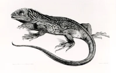 Gad, ilustracja z „Zoologii podróży H.M.S Beagle, 1832-36”, autorstwa Charlesa Darwina (1809-92)