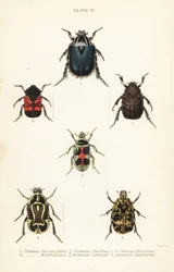 chrząszcze różowy: Cetonia fascicularis 1, Heterorhina macleayi 2, Gametoides subfasciata 3, skrzypek, Eupoecila australasiae 4, Gymnetis hieroglyphica 5 i Gymnetis marmorea 6
