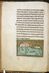 Królewski 12 F.XIII, f.13v Jeden duży i jeden mały słoń w strumieniu pełnym ryb.  Bestiariusz (ff. 3-141), Lapidarium (ff. 141v-149)  2. ćwierć XIII wieku