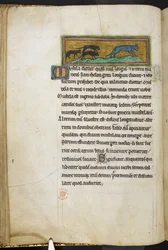 Królewski 12 F.XIII, f.43v Myszy goniące kota, z Bestiariusza (ff. 3-141), Lapidary (ff. 141v-149)  , 2 ćw. XIII w. (welin)
