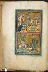 Royal 12 F.XIII, f.5v U góry: trzech mężczyzn, z których jeden kłania się lwu; poniżej: lew przykucnięty u podnóża drzewa, na szczycie którego siedzi kogut.  z Bestiariusza (ff. 3-141), Lapidary (ff. 141v-149)  2. ćwierć XIII wieku