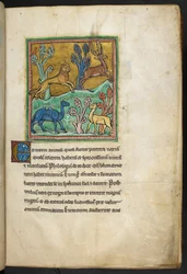 Królewski 12 F.XIII, f.7   Lampart goniący jelenia, z wielbłądem i innym zwierzęciem.  z Bestiariusza (ff. 3-141), Lapidary (ff. 141v-149)  2. ćwierć XIII wieku