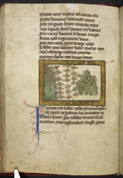 Royal MS 12 C XIX, f.24v Ants, z 