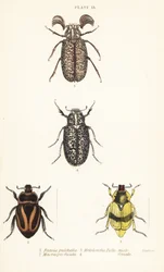 Skarabeusz: Pelidnota pulchella subsp
