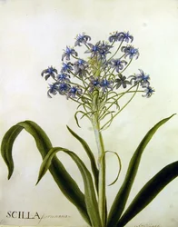 Studium botaniczne Scilla Peruviana (akwarela na papierze)