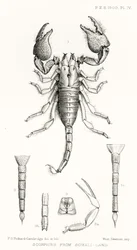Scorpions from Somaliland, ilustracja z The Hope Reports, t. II, 1897-1900., red. Edward B. Poulton, Oxford, 1901