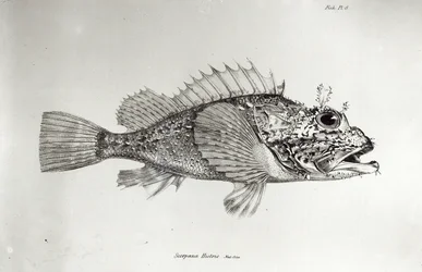 Skorpionnica, tablica 8 z dzieła „Zoologia podróży H.M.S. Beagle, 1832-36” Charlesa Darwina