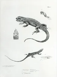 Iguana gontem, ilustracja z „Zoologii podróży H.M.S Beagle, 1832-36” autorstwa Karola Darwina