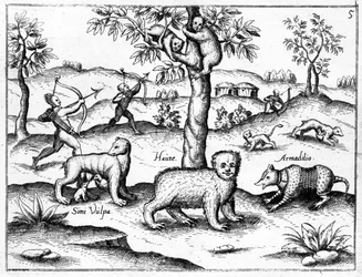 Simi Vulpa, Haute and Armadilio, ilustracja z „Odkrycia Gujany” Sir Waltera Raleigha, opublikowana ok. 1599