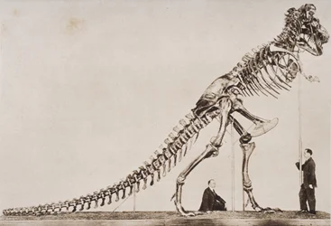 Szkielet Tyrannosaurusa Rexa, w Amerykańskim Muzeum Historii Naturalnej, z "Zarysu historii" H.G. Wellsa, tom I, wydany w 1920 roku (fotograwiura)