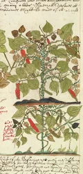 Sloane 4013 f.7 Det. Roślina pieprzu z „Opisów roślin indyjskich”