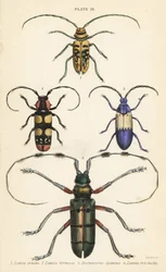 Sternotomis piękny 1, Tragocephala formosa 2, omacnica bez czarnego, Desmocerus palliatus 3 i Thysia wallichii 4
