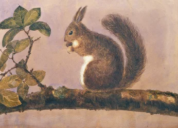 Studium wiewiórki na gałęzi, ok. 1840 (wc na papierze)