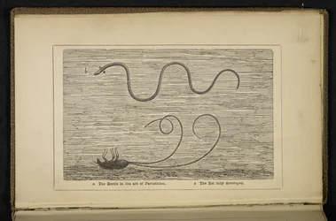 „The Beetle in the act of Parturition”, Frontispiece do „The Origin of the Silver Eel: z uwagami na temat łowienia na przynętę i muchę”, David Cairncross