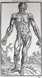 The Forepart of the Muscles, płyta z „Historii człowieka” wydanej przez Johna Banistera (1540-1610)