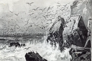 Nawiedzenie mew, z „Godziny wypoczynku”, 1888 r.