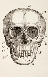 Ludzka czaszka, ok. 1890 r