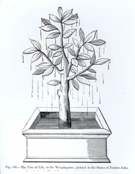 Drzewo życia lub płaczące drzewo zasadzone w Stanach Księdza Jana, ilustracja z Nauki i literatury w średniowieczu i renesansie, napisana i rytowana przez Paula Lacroix, 187