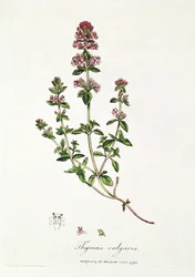 Tymianek pospolity, Thymus vulgaris, opublikowany przez dr Woodville