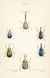 Wołki : Attelabus longicollis 1 , Attelabus gematus 2 , Attelabus ruficollis 3 , Byctiscus populi 4 , Rhycnhites pubescens 5 i Rhynchites collaris 6
