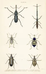 Wołki: Brentus ancharago 1, Rhina barbirostris 2, Curculio cuviera 3, Eupholus geoffroyi 4, niedźwiedź Larinus 5 i Curculio sphacelatus 6