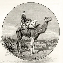 Kobieta na wielbłądzie w Australii, ok. 1880, z „Australian Pictures” Howarda Willoughby, opublikowanej przez religijne Towarzystwo Traktowe, Londyn, 1886