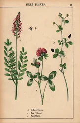 Koniczyna żółta, koniczyna czerwona i saintfoin lub sainfoin  , z „Pouczającej książki z obrazkami, czyli lekcji ze świata warzyw”, [Charlotte Mary Yonge], Edynburg