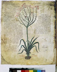 Zielnik Dioscoridesa (miniaturowy)