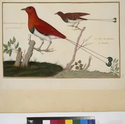 Cała strona: studium zwierzęcia, ok. 1650-75 (tempera na pergaminie)