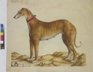Cała strona: miniatura: pies, ok. 1562-1580 (akwarela na papierze)