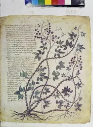 Cała strona: miniatura z napisami: Rubus tomentosus (miniatura)