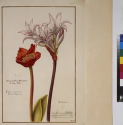 Cała strona: studium roślin dla gatunku Haemanthus z rodziny Amaryllidaceae, ok. 1650-75