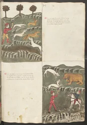 Cała strona: tekst i miniatury: " Carne le lepore " - polowanie na zająca i lisa: " Carne de orso " - polowanie na niedźwiedzia (miniatura)