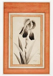 Iris Koniec XVIII wieku ...