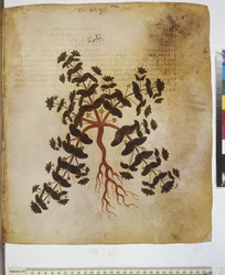 foll. 12v-387r "Dioscorides Herbarium". Cała strona: badanie roślin i napis ...