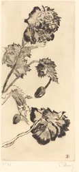 Kwiaty (Fleurs)