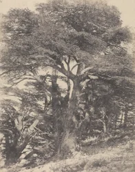 Groupe de Cèdres de Mt. Liban / [Grupa drzew cedrowych, Góra Liban]