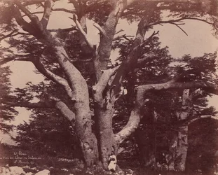 Góra Liban. Pień jednego z cedrów Salomona, 1850-53.