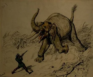 Elephant Shoot (pióro i atrament, akwarela na papierze)