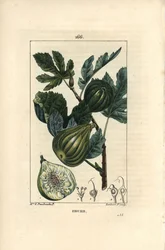 Tablica botaniczna: gałązka drzewa figowego z figami - drzewo figowe, Ficus carica, pokazująca gałązkę z dojrzałymi owocami i liśćmi oraz przekrój przez owoce. Ręcznie barwiony miedzioryt punktowany autorstwa Lamberta Juniora z rysunku Madame E. Panckoucke