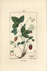 Uprawa truskawek - Truskawka, Fragaria ananassa, ukazująca kwiaty, liście, dojrzałe owoce, korzenie i przekrój owoców. Ręcznie barwiony miedzioryt punktowany autorstwa Lamberta Juniora z rysunku Ernestine Panckoucke z Chaumeton, Poiret et Chambere